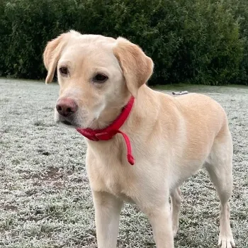 Heidi's Walkies