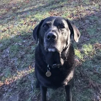 Marley's Walkies